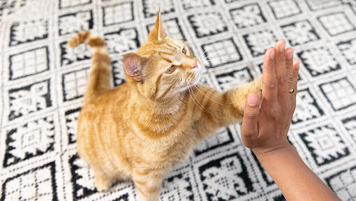 Clicker training your sales cat